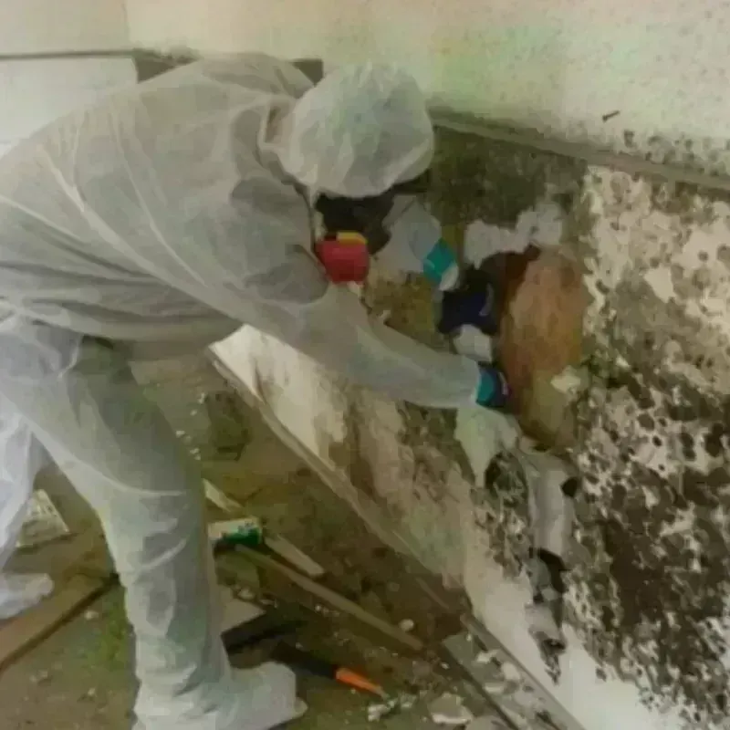 Mold Remediation and Removal in Dupree, SD